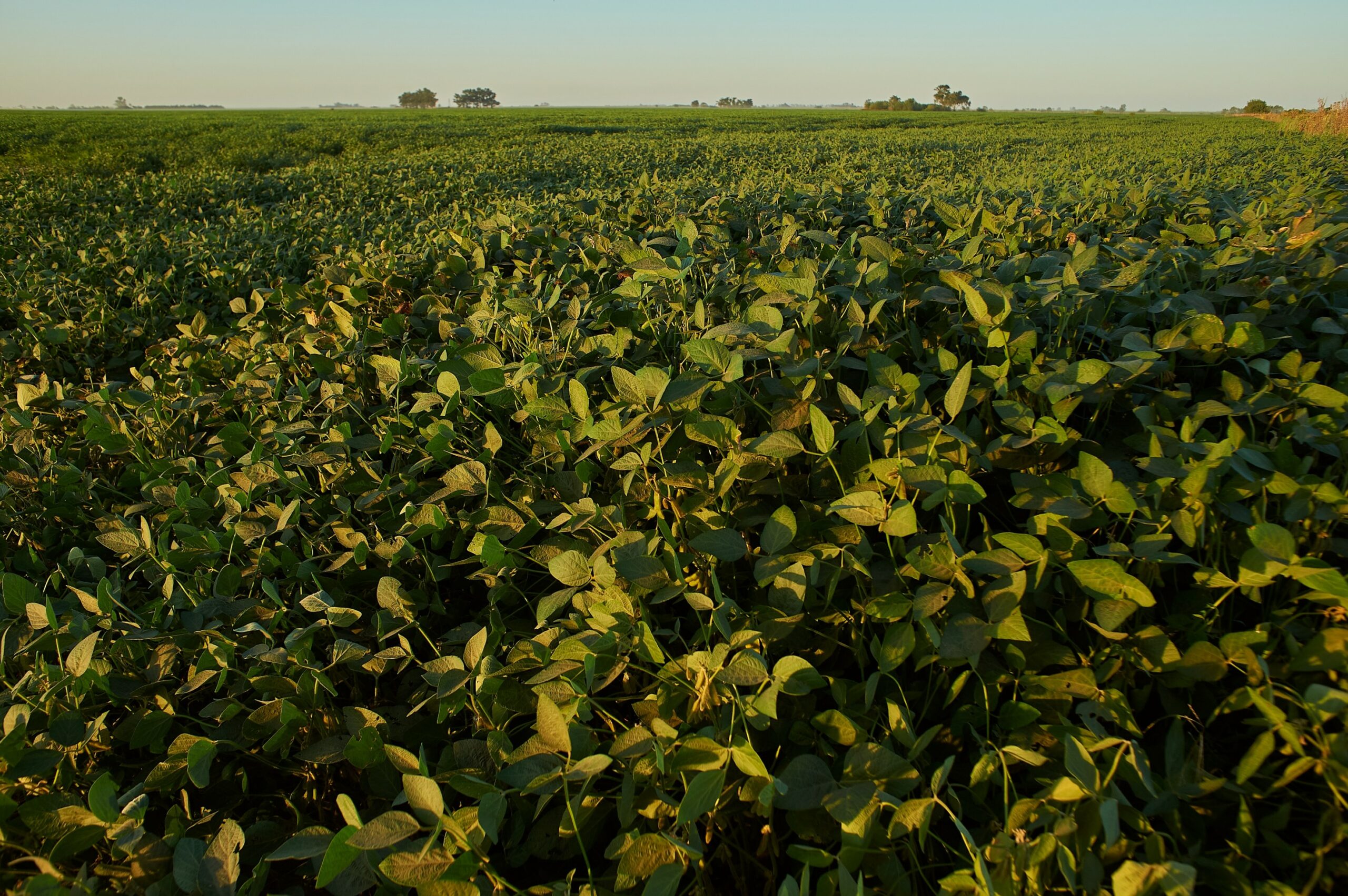 NEPER FARMERS